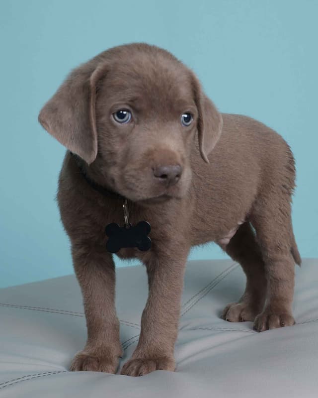 Labrador Retriever Puppies media 12