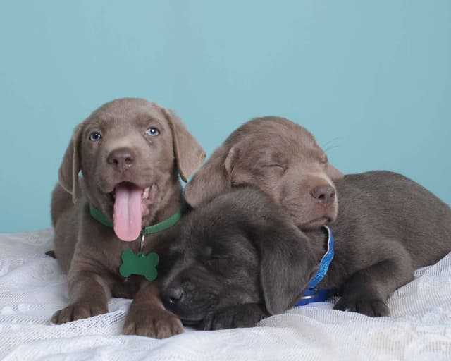 Labrador Retriever Puppies media 7