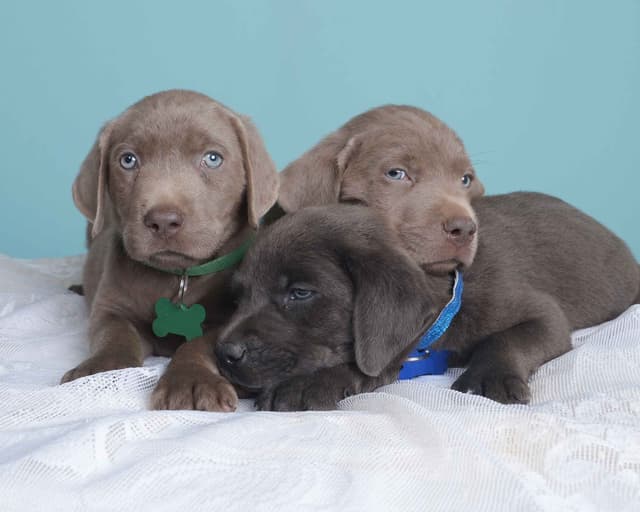 Labrador Retriever Puppies media 13
