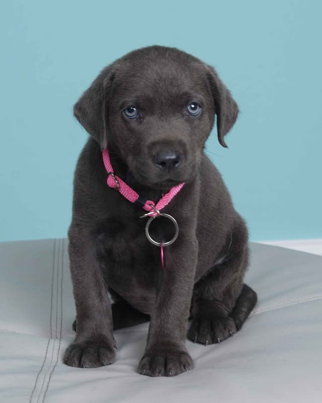 Labrador Retriever Puppies media 16