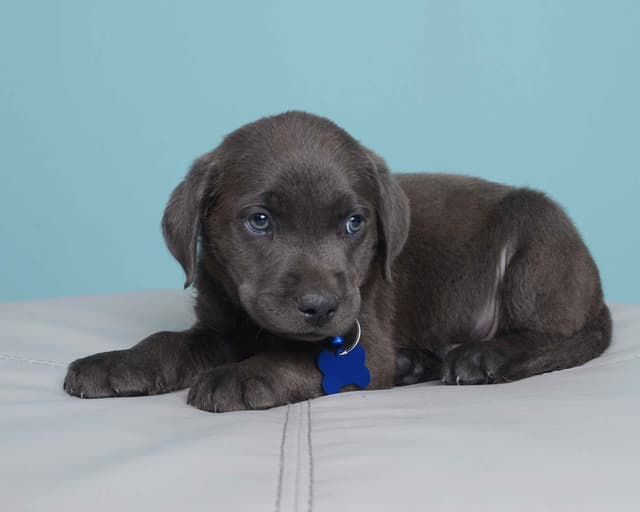 Labrador Retriever Puppies media 18