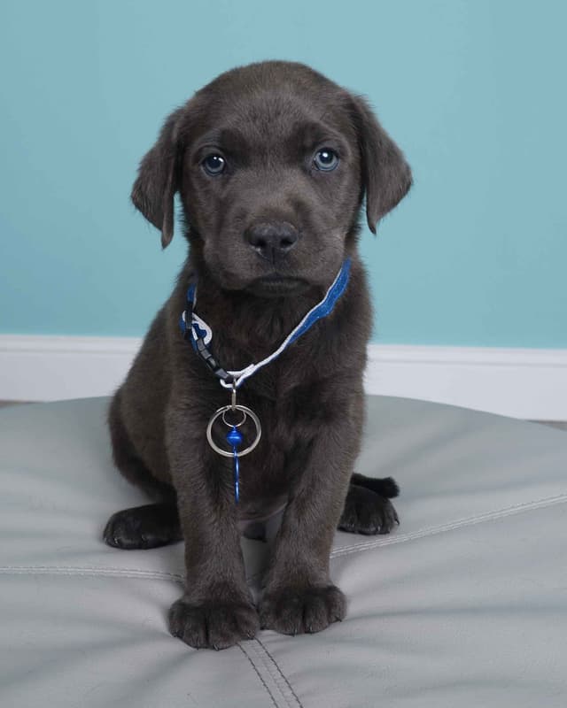 Labrador Retriever Puppies media 19