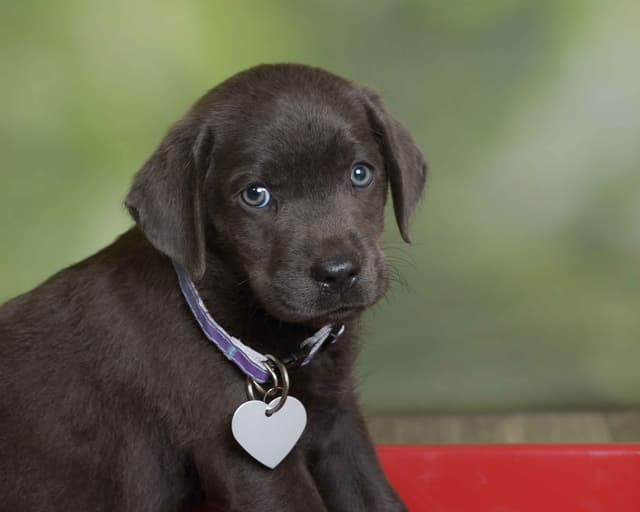 Labrador Retriever Puppies media 20