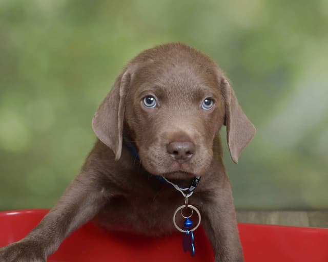 Labrador Retriever Puppies media 17