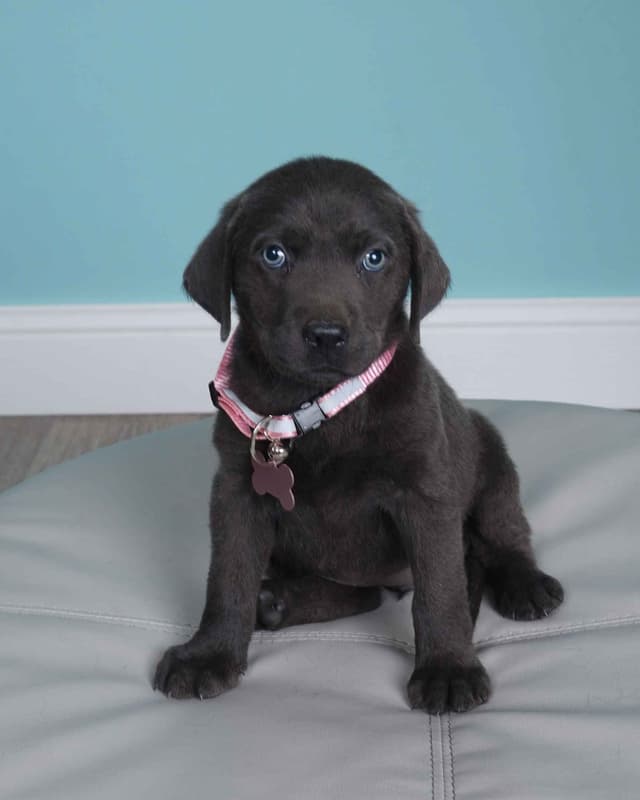 Labrador Retriever Puppies media 23