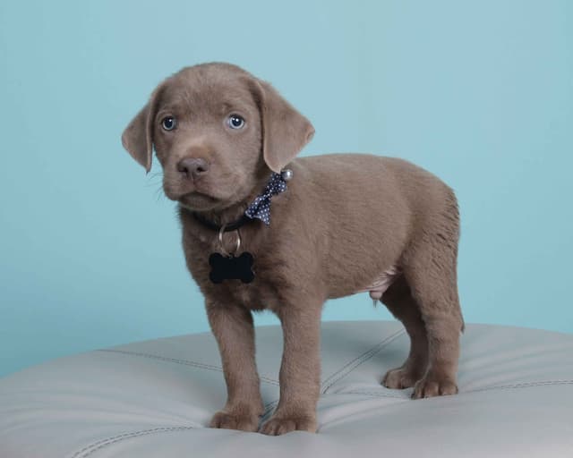 Labrador Retriever Puppies media 22