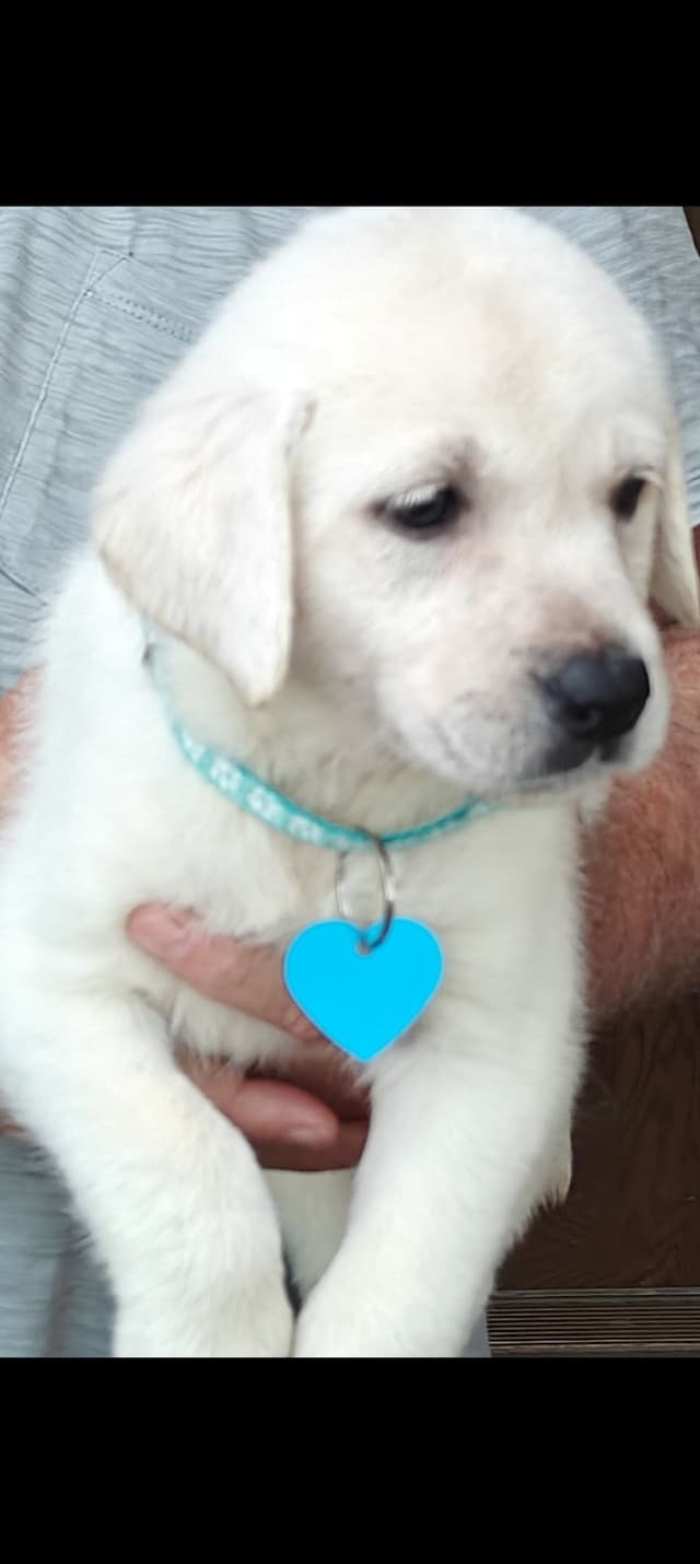 Labrador Retriever Puppies media 6