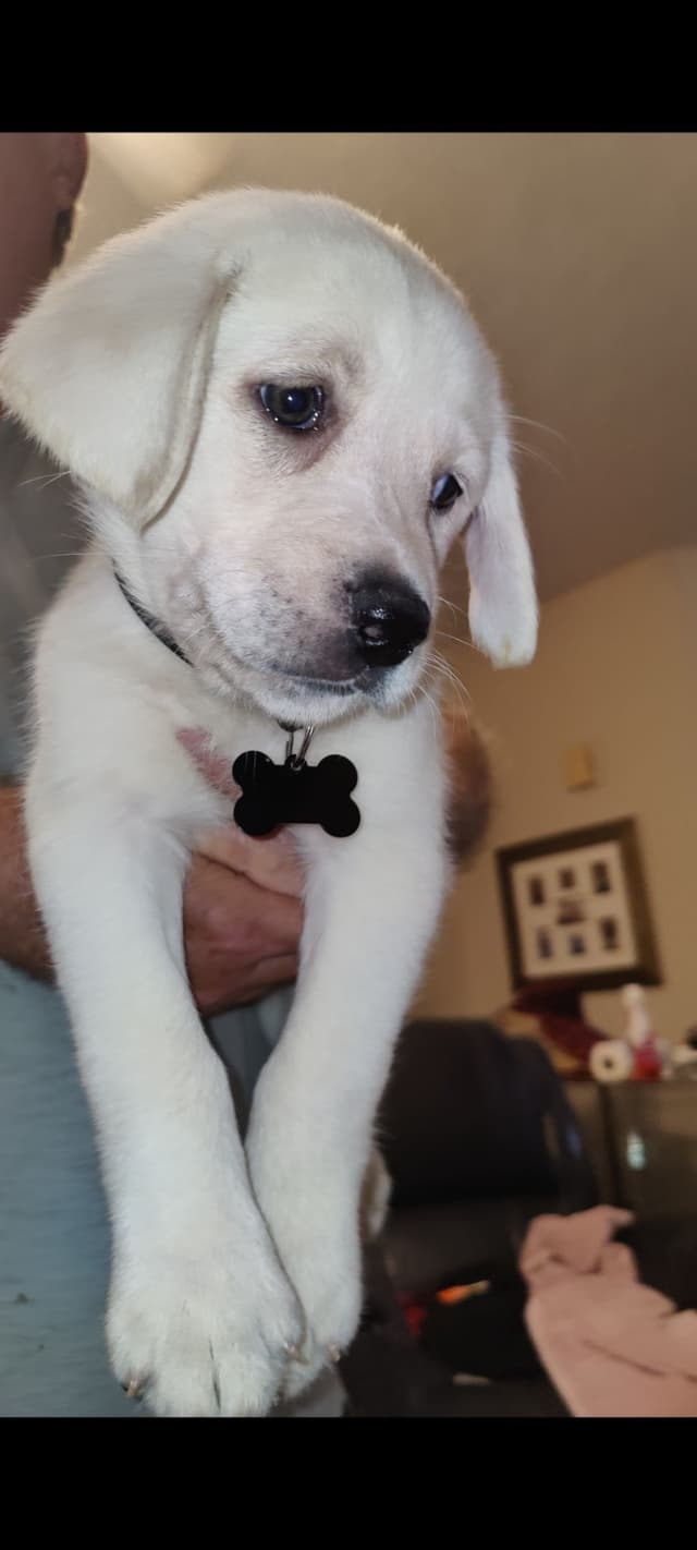 Labrador Retriever Puppies media 13