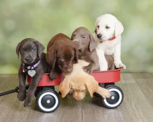 Labrador Retriever Puppies media 8