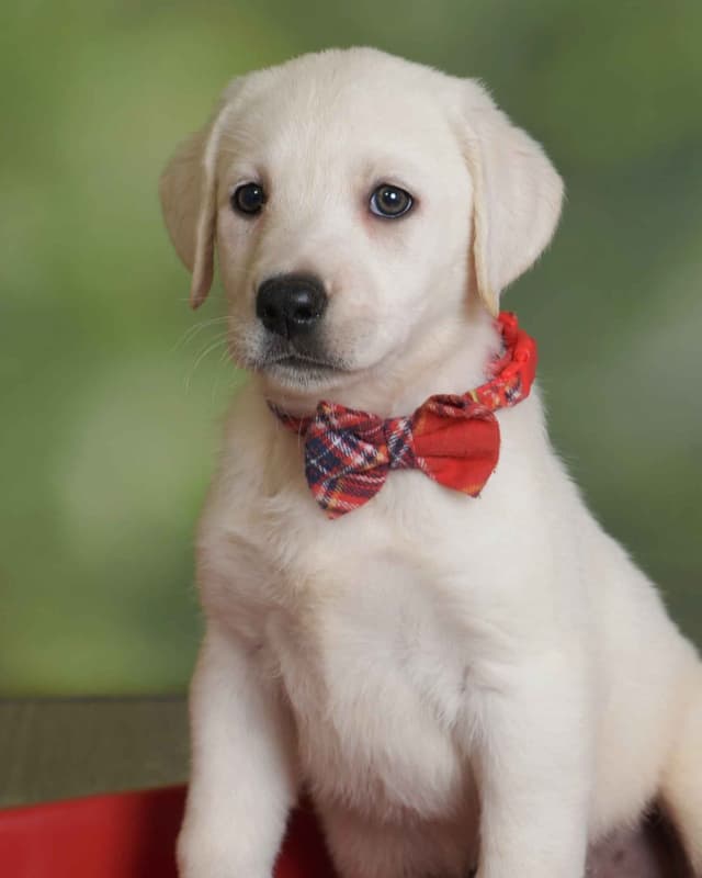 Labrador Retriever Puppies media 7