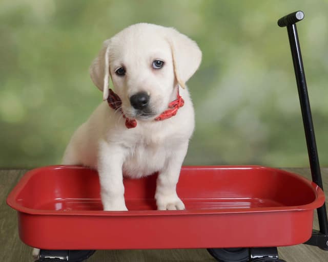 Labrador Retriever Puppies media 9