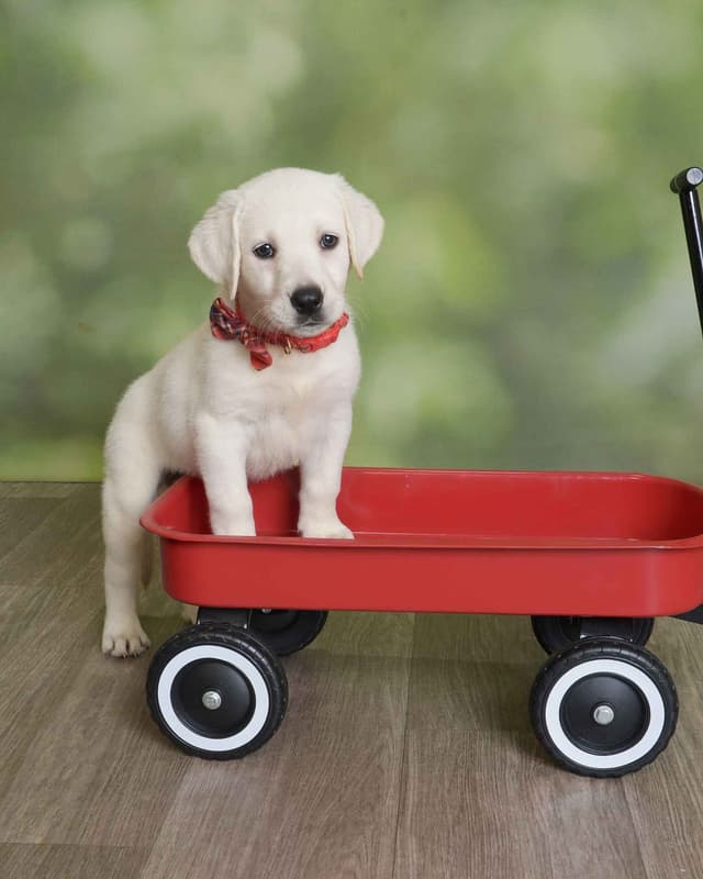 Labrador Retriever Puppies media 11