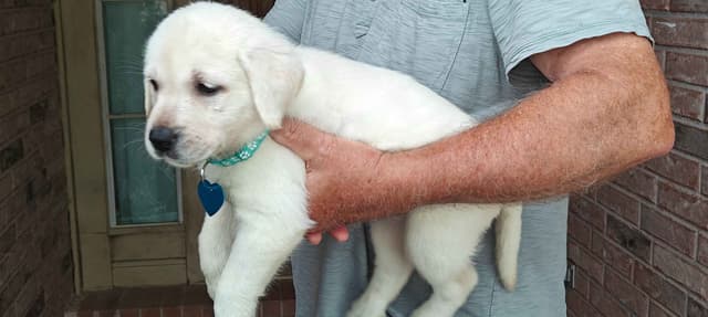 Labrador Retriever Puppies media 15
