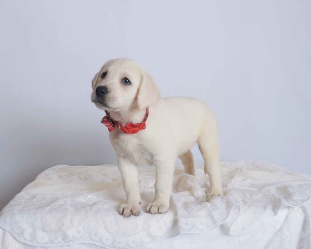 Labrador Retriever Puppies media 16