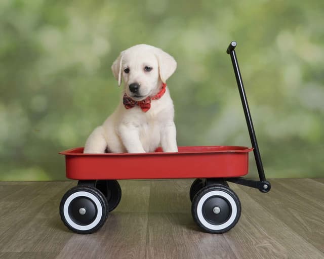Labrador Retriever Puppies media 17
