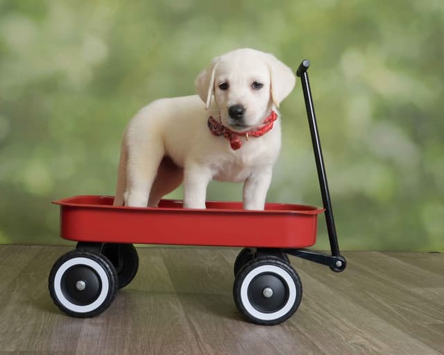 Labrador Retriever Puppies media 12