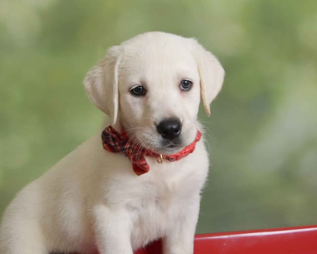 Labrador Retriever Puppies media 18