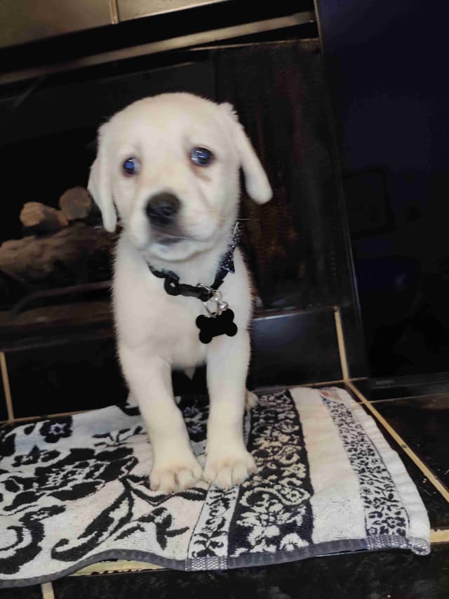Labrador Retriever Puppies media 20