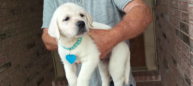 Labrador Retriever Puppies media 23