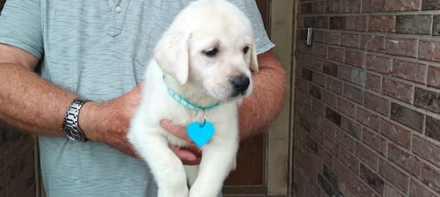 Labrador Retriever Puppies media 22