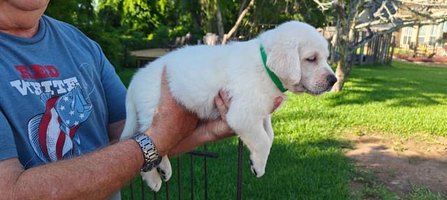 Labrador Retriever Puppies media 24