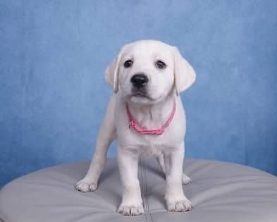 Labrador Retriever Puppies media 26