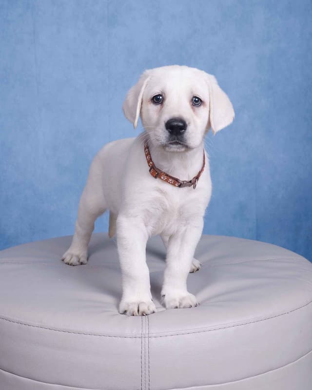 Labrador Retriever Puppies media 27