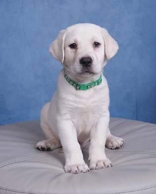 Labrador Retriever Puppies media 28