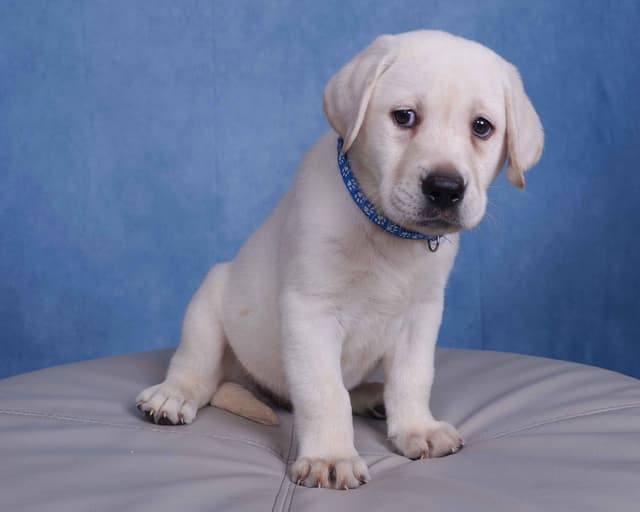 Labrador Retriever Puppies media 29