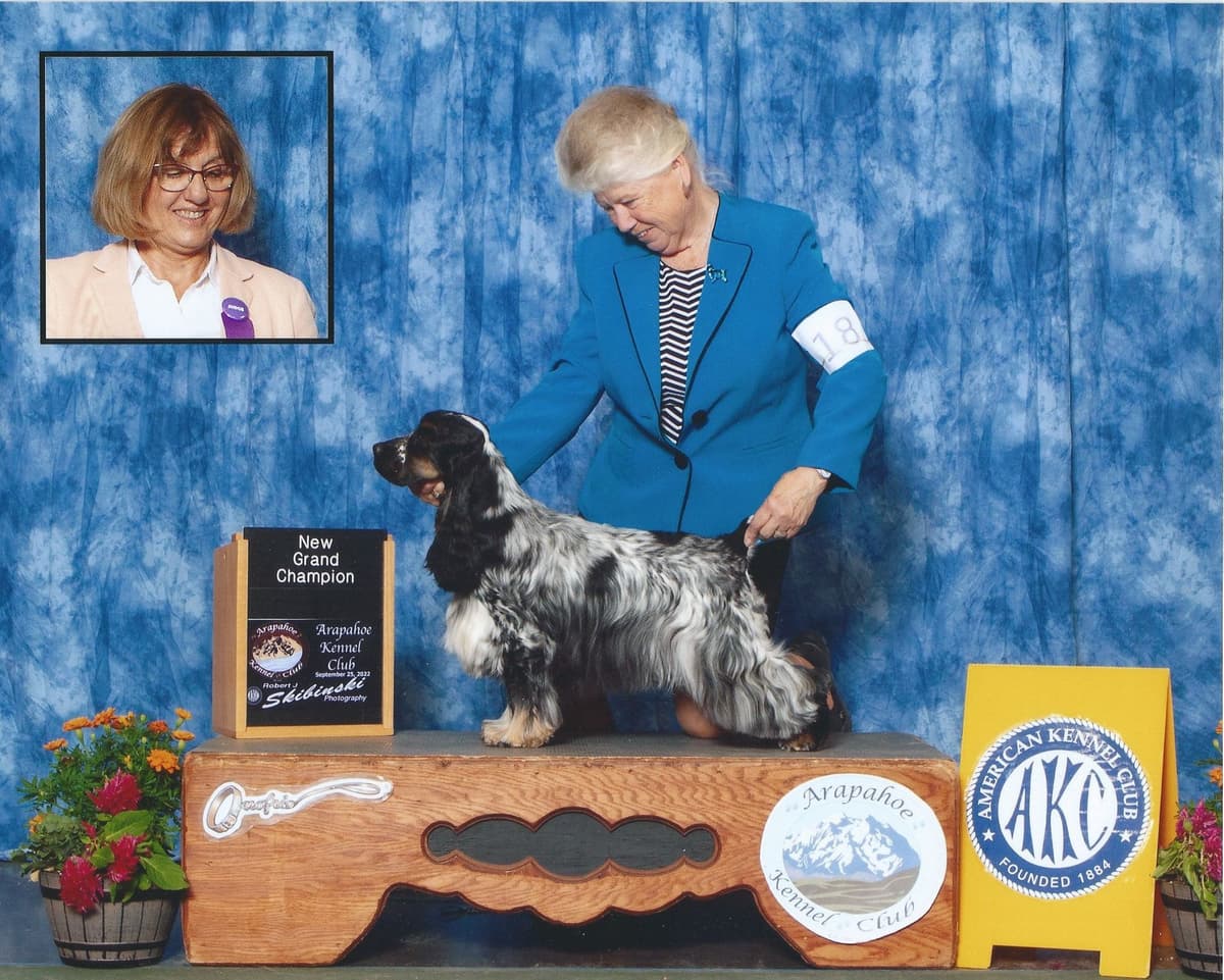 English Cocker Spaniel Puppies breeder image 3