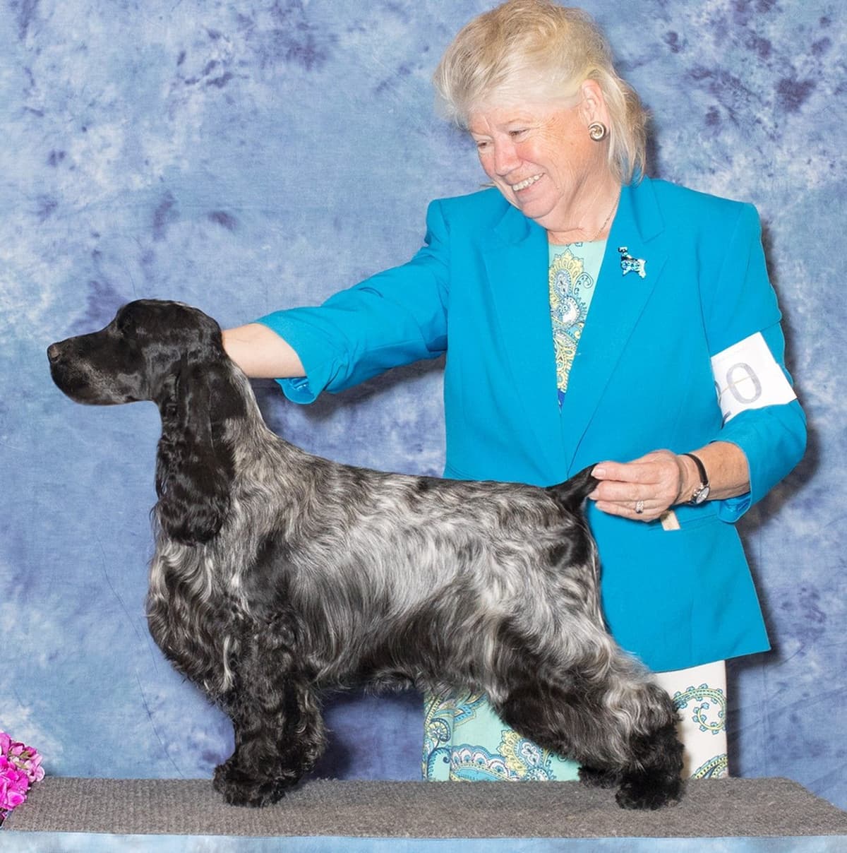 English Cocker Spaniel Puppies breeder image 5