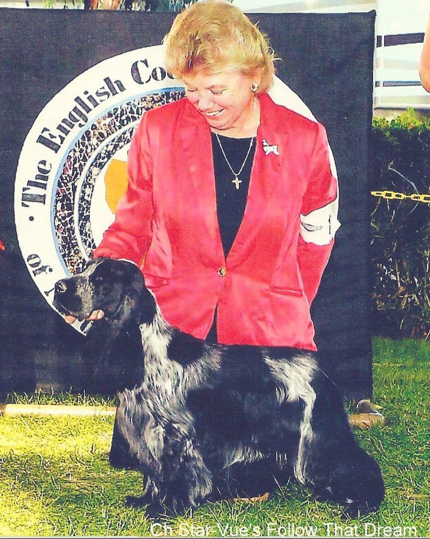 English Cocker Spaniel Puppies breeder image 6