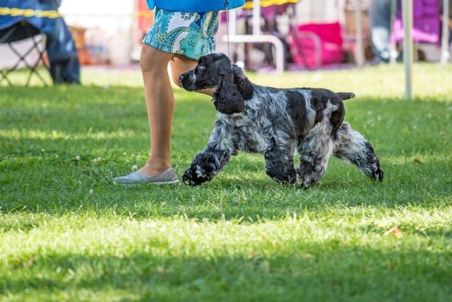 English Cocker Spaniel Puppies breeder image 7
