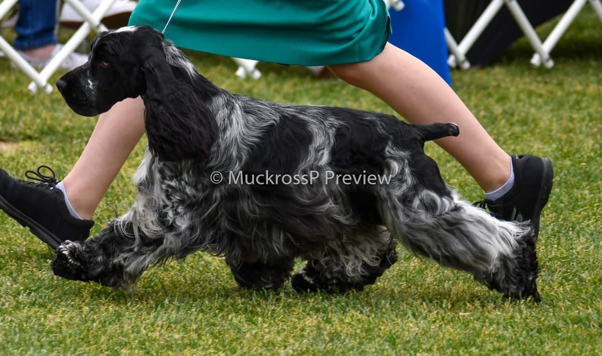 English Cocker Spaniel Puppies breeder image 8