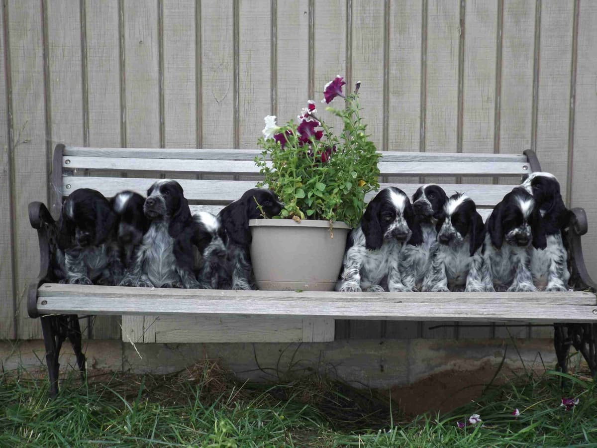 English Cocker Spaniel Puppies breeder image 9