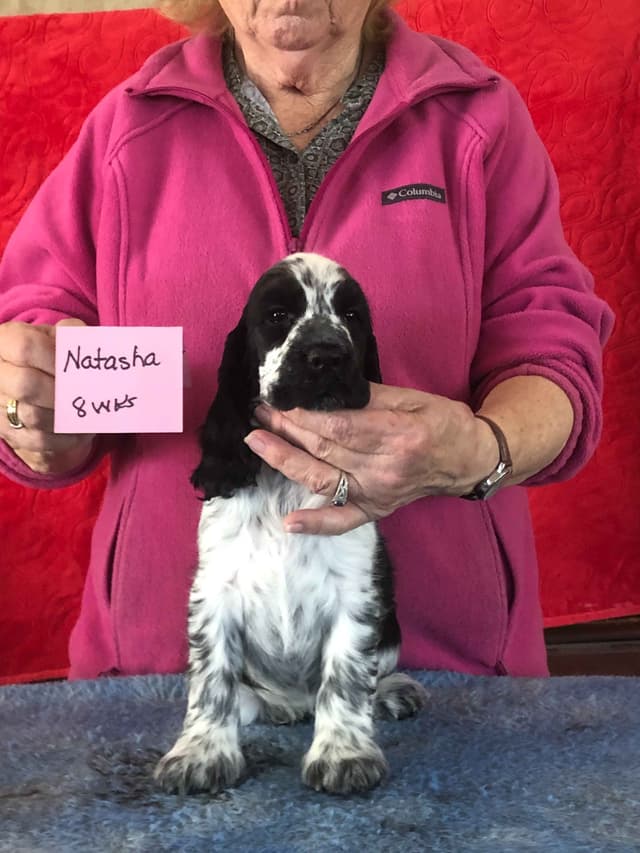 English Cocker Spaniel Puppies media 2