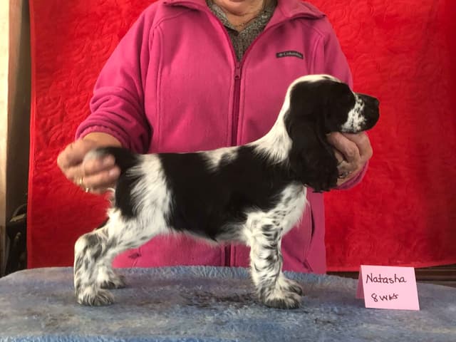 English Cocker Spaniel Puppies media 3