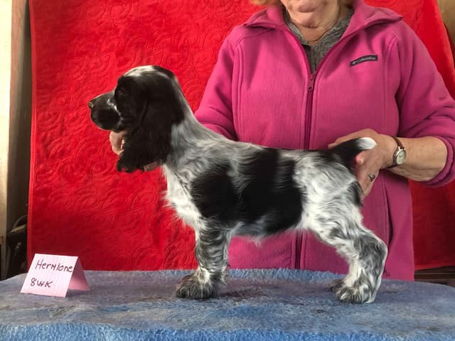 English Cocker Spaniel Puppies media 4