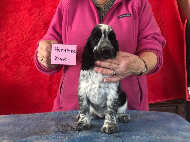 English Cocker Spaniel Puppies media 5