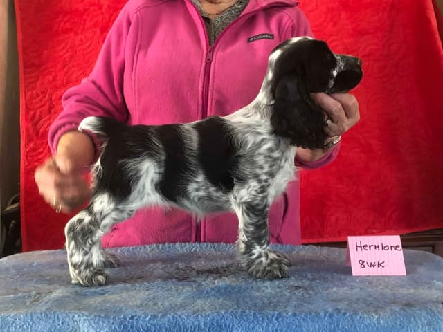 English Cocker Spaniel Puppies media 6