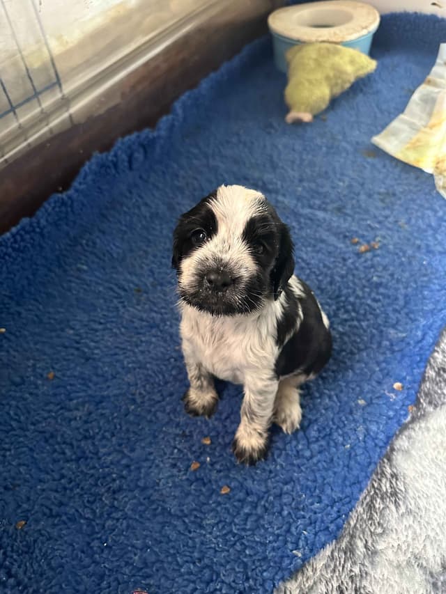 English Cocker Spaniel Puppies media 7