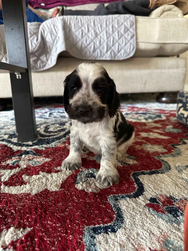 English Cocker Spaniel Puppies media 8