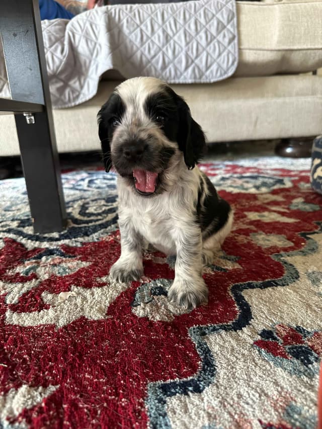 English Cocker Spaniel Puppies media 9