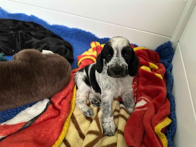 English Cocker Spaniel Puppies media 10