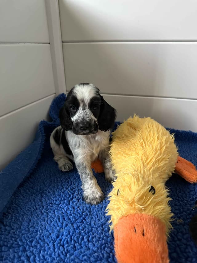 English Cocker Spaniel Puppies media 11
