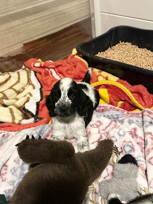 English Cocker Spaniel Puppies media 12