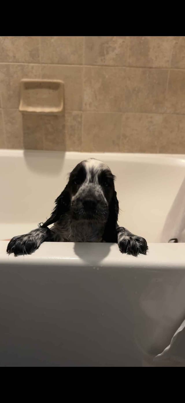 English Cocker Spaniel Puppies media 13