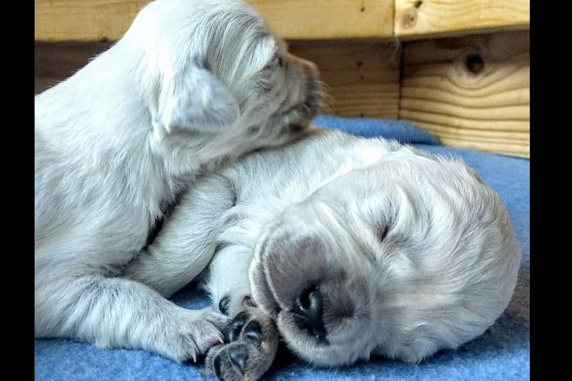 Cavalier King Charles Spaniel Puppies breeder image 25
