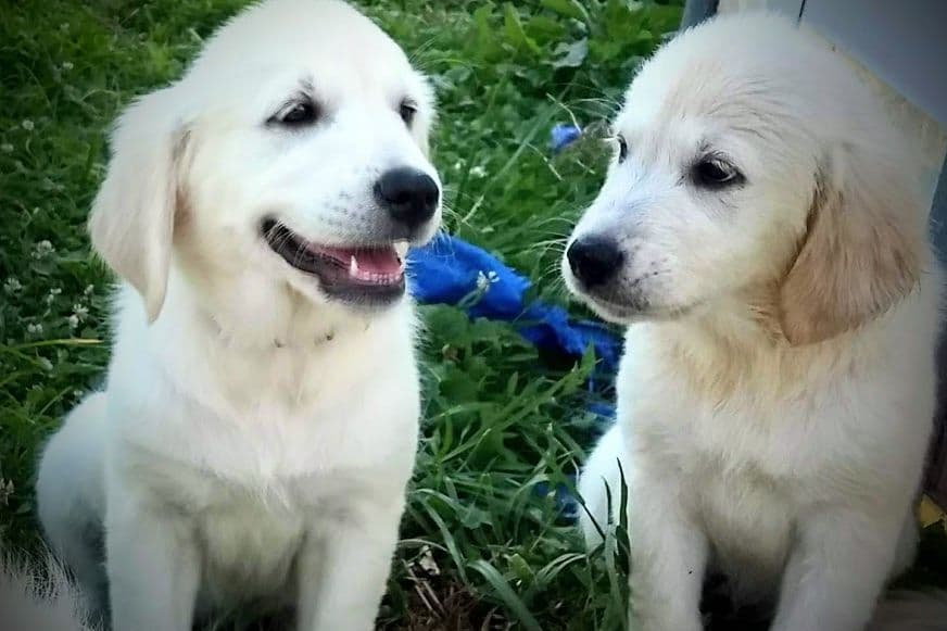 Cavalier King Charles Spaniel Puppies breeder image 28