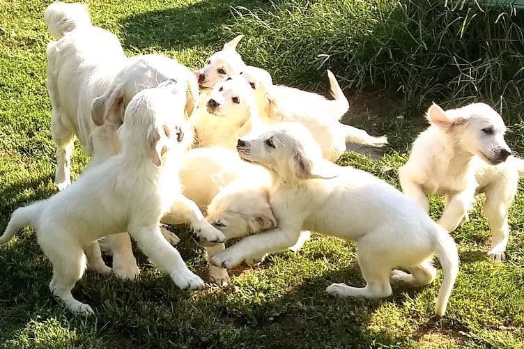 Cavalier King Charles Spaniel Puppies breeder image 33